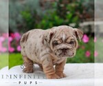 Chip - Male English Bulldog Puppy for Sale - Photo #4