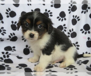 Cavalier King Charles Spaniel-Jack Russell Terrier Mix Puppy for sale in SHILOH, OH, USA