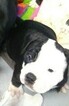 Small Photo #5 Alapaha Blue Blood Bulldog Puppy For Sale in COLUMBUS, OH, USA