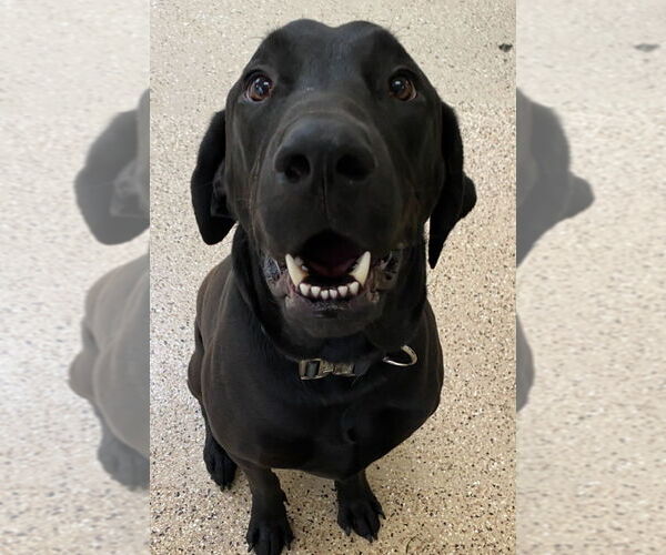 Medium Photo #2 Labrador Retriever Puppy For Sale in Dana Point, CA, USA