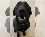 Small #1 Labrador Retriever