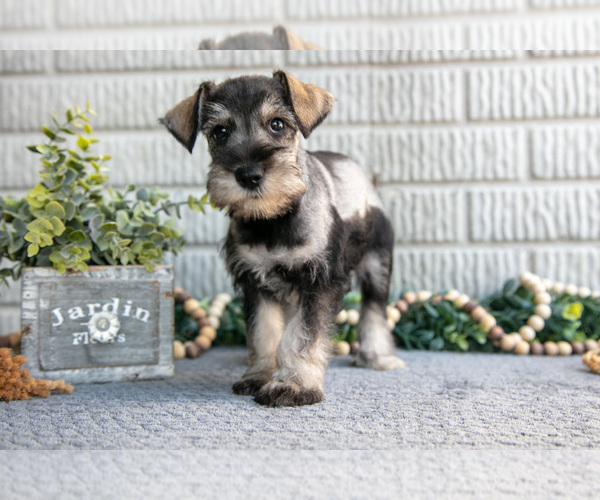 Medium Photo #4 Schnauzer (Miniature) Puppy For Sale in BALTIC, OH, USA