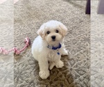 Small Maltese-Poodle (Standard) Mix
