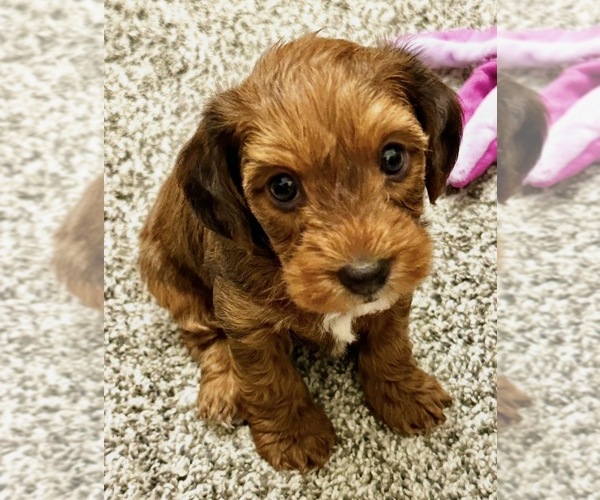Medium Photo #1 YorkiePoo Puppy For Sale in MERIDIAN, ID, USA