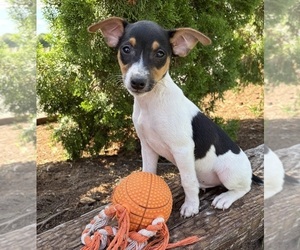 Jack-Rat Terrier Puppy for sale in MIDDLEBURY, IN, USA