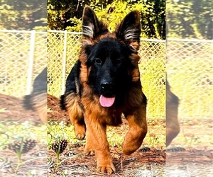 German Shepherd Dog Puppy for sale in GADSDEN, AL, USA