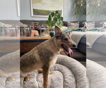 Small #5 Mutt