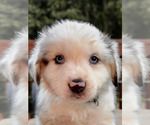 Puppy Lucky Miniature Australian Shepherd
