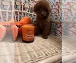 Small Photo #16 Goldendoodle (Miniature) Puppy For Sale in LAS VEGAS, NV, USA