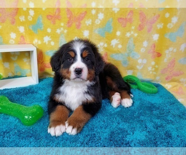 Medium Photo #1 Bernese Mountain Dog Puppy For Sale in BLACK FOREST, CO, USA