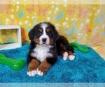 Small Photo #1 Bernese Mountain Dog Puppy For Sale in BLACK FOREST, CO, USA