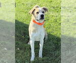 Small #2 Labrador Retriever Mix