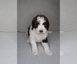 Puppy Padme Sheepadoodle