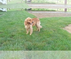 Father of the Golden Retriever puppies born on 03/02/2026