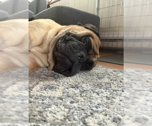 Hope - Female Bullmastiff Dog for Adoption - Photo #4