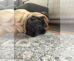Small Photo #4 Bullmastiff Puppy For Sale in Cranford, NJ, USA