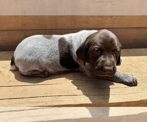 German Shorthaired Pointer Puppy for sale in WOODLAND PARK, CO, USA