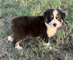 Puppy 5 Australian Shepherd