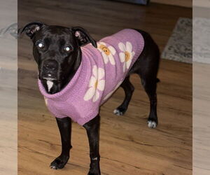 Boxer-Unknown Mix Dogs for adoption in Fargo, ND, USA