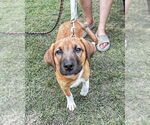 Small #3 Mutt