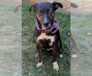 American Pit Bull Terrier-Unknown Mix Dogs for adoption in Akron, OH, USA