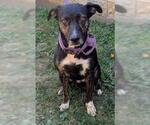 Small American Pit Bull Terrier Mix