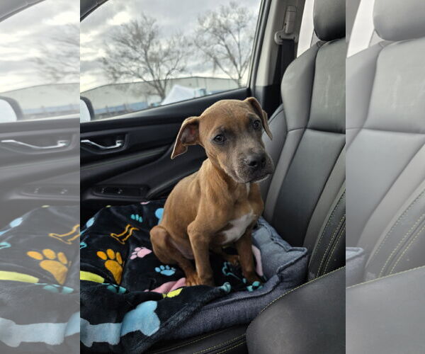 Medium Photo #2 Bullboxer Pit Puppy For Sale in MIDWAY, UT, USA