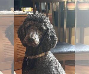 Mother of the Poodle (Standard) puppies born on 03/08/2025