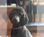 Small Photo #1 Poodle (Standard) Puppy For Sale in ELKINS, AR, USA