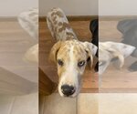 Small #3 Great Dane Mix