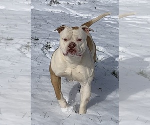 Father of the American Bulldog puppies born on 04/29/2026
