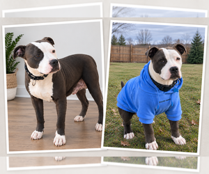 Mother of the American Pit Bull Terrier puppies born on 07/28/2026