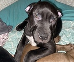 Small Photo #2 American Staffordshire Terrier-Staffordshire Bull Terrier Mix Puppy For Sale in HOFFMAN ESTATES, IL, USA
