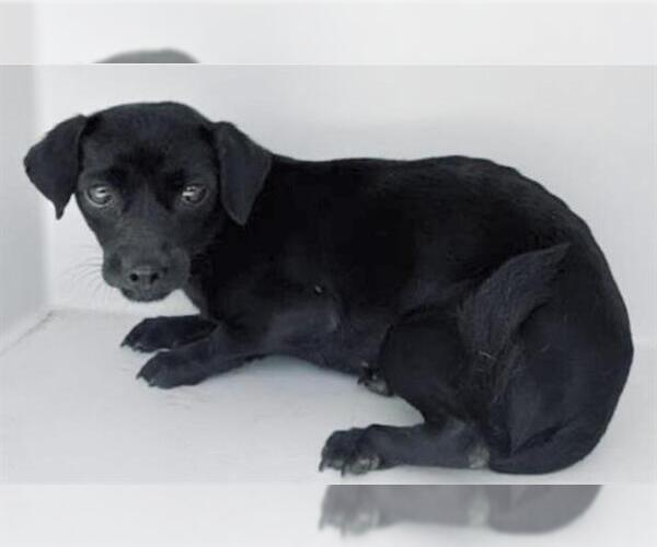 Medium Photo #1 Dachshund-Unknown Mix Puppy For Sale in Houston, TX, USA