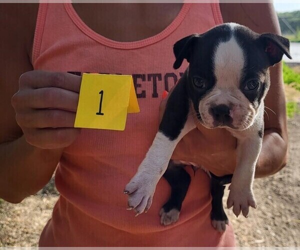 Medium Photo #1 Boston Terrier Puppy For Sale in CALDWELL, TX, USA