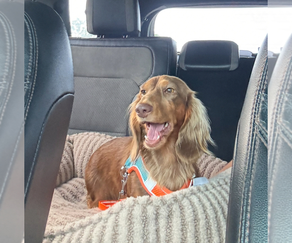 Medium Photo #1 Dachshund Puppy For Sale in WENATCHEE, WA, USA