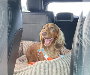 Father of the Dachshund puppies born on 09/25/2025