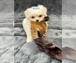Small Photo #15 Mal-Shi Puppy For Sale in SILEX, MO, USA