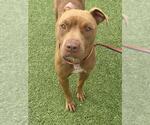 Small #1 American Pit Bull Terrier