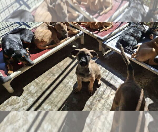 Medium Photo #5 German Shepherd Dog-Unknown Mix Puppy For Sale in Sebec, ME, USA