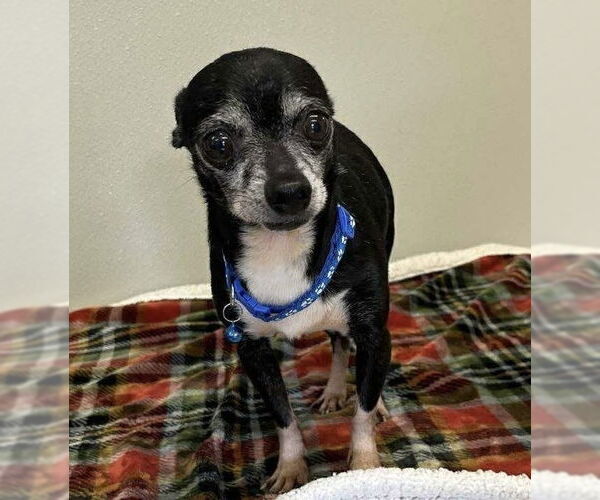 Medium Photo #2 Chihuahua Puppy For Sale in Osgood, IN, USA