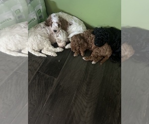 Goldendoodle (Miniature) Litter for sale in CHAMPAIGN, IL, USA