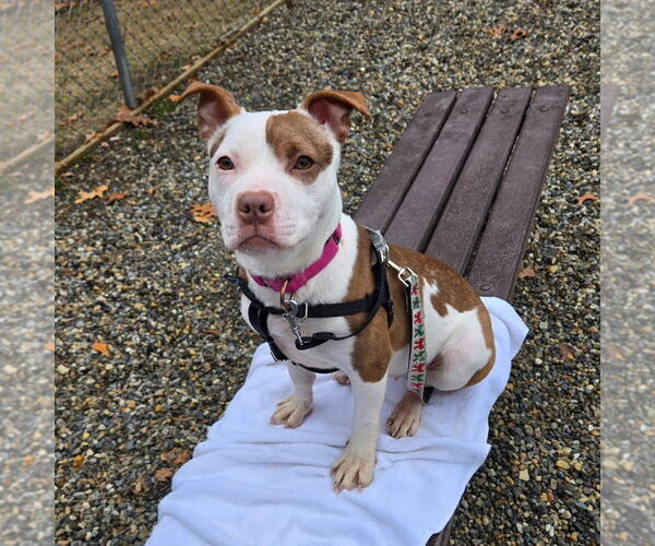 Medium Photo #3 American Staffordshire Terrier Puppy For Sale in Sayreville, NJ, NJ, USA