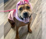 Small #3 American Pit Bull Terrier Mix