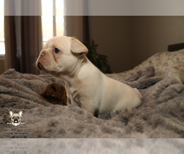 Medium Photo #2 French Bulldog Puppy For Sale in SACRAMENTO, CA, USA