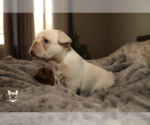 Small #1 French Bulldog