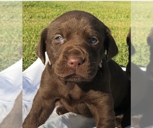 Labrador Retriever Puppy for sale in SCOTT, LA, USA