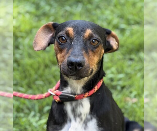 Medium Photo #1 German Pinscher Puppy For Sale in Yardley, PA, USA