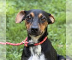 Small German Pinscher