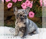 Small #2 French Bulldog